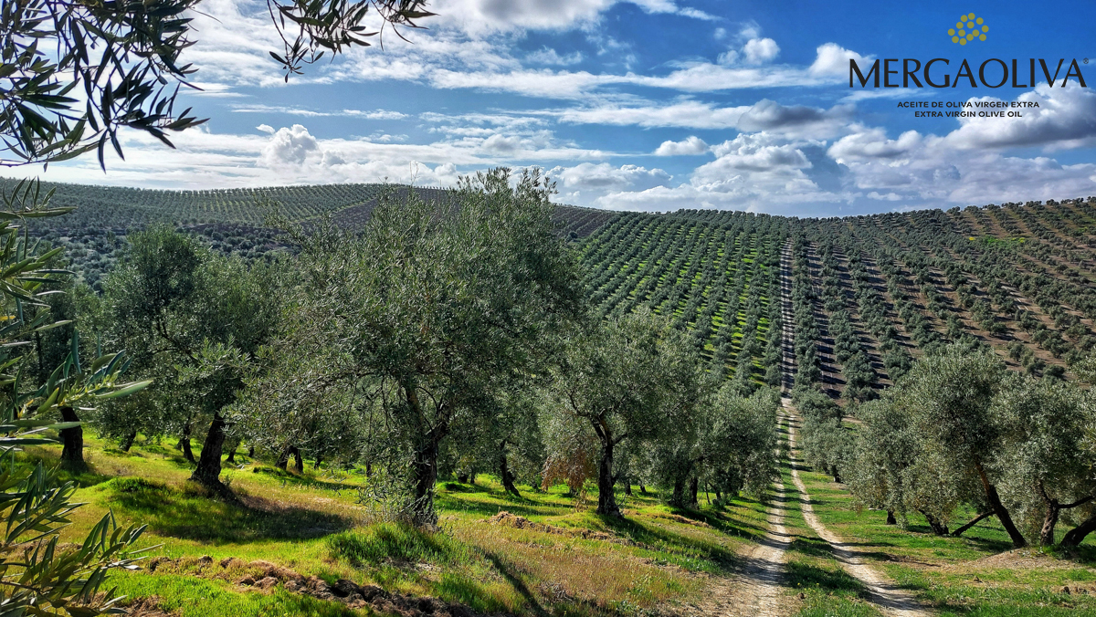 Olive tree mergaoliva